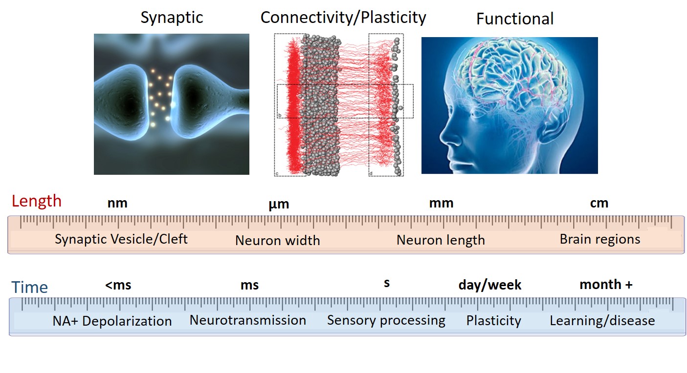 Nanosensors for Brain Chemistry – Landry Lab at UC Berkeley