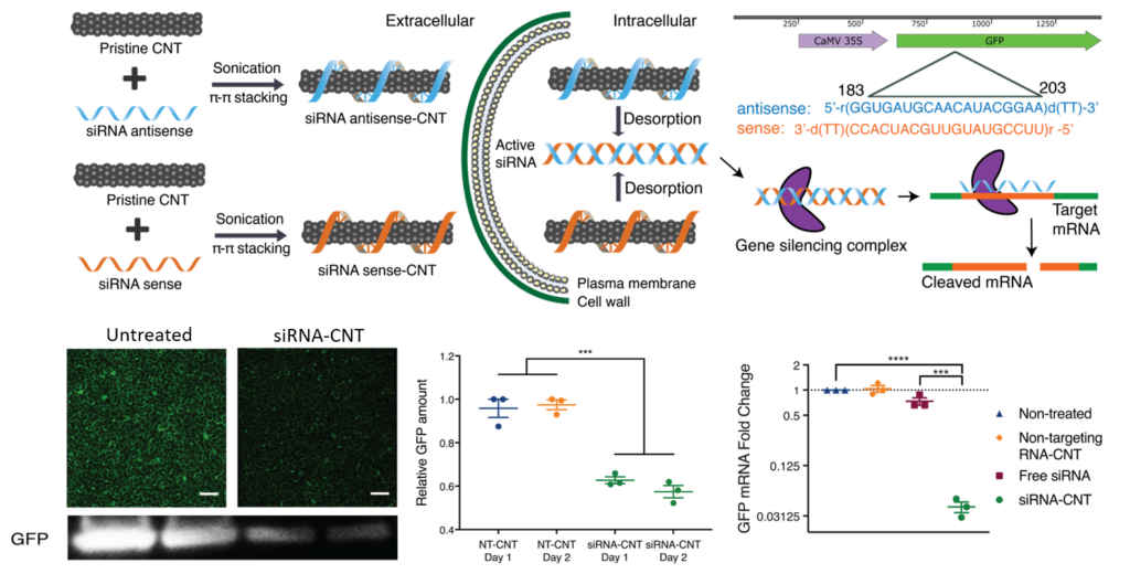 Plant-Nanomaterials Research – Landry Lab at UC Berkeley